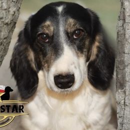 Jack - Dachshund