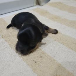 Boy 3 - Black and tan male Havanese puppy in Sebeka, Minnesota from Bydand Newfoundlands & Whimsical Havanese