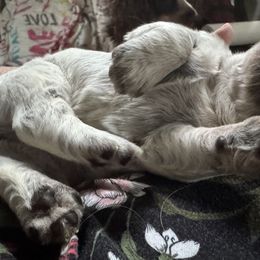 English Springer Spaniels from Little River English Springer Spaniels