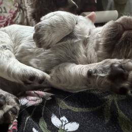 English Springer Spaniels from Little River English Springer Spaniels