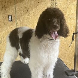 Aussiedoodles, Australian Shepherds, and Poodles from C&S Kennels