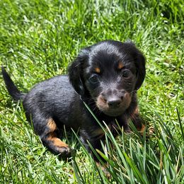 Dachshunds from Michael's Dachshunds