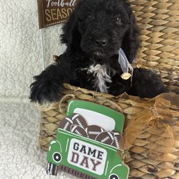 Fex - Black male Irish Doodle puppy in Galloway, Florida from Heavenly Poodles