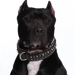 ONYX - American Bully