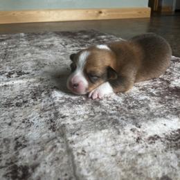Copper - Sable male Pembroke Welsh Corgi puppy in Saratoga, Wyoming from Maria's Pembroke Welsh Corgis