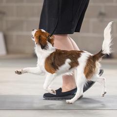 Nederlandse Kooikerhondje Puppies from Driftless Kooikerhondjes