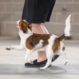 Nederlandse Kooikerhondje Puppies from Driftless Kooikerhondjes