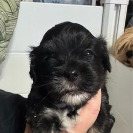 Benson - Black male Lhasa Apso puppy in Snover, Michigan from Lhasa Fur Life