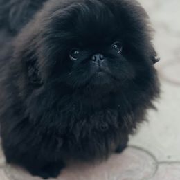 Boy Black - Black male Pekingese puppy in Florida from LionPalace