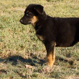 German Shepherd Puppies from Vom Haus Denfors K9