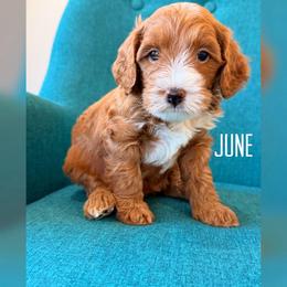 June - Red  female Goldendoodle puppy in Glendale, Arizona from Follow Your Bliss Doodles