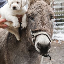 Labrador Retriever Puppies from Polar Bear Farms