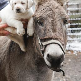 Labrador Retriever Puppies from Polar Bear Farms