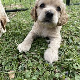 Cocker Spaniel Puppies from Brooks House Cocker Spaniels