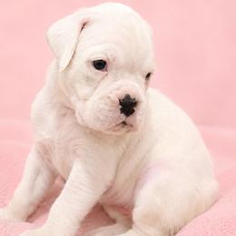 Tiana - White female Boxer puppy in Leland, North Carolina from Ocean Breeze Boxers