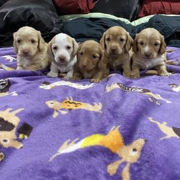 Dachshund Puppies from JnA Dachshunds