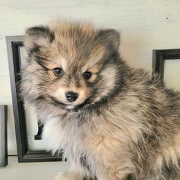 Mario - Wolf sable male Pomsky puppy in Sand Coulee, Montana from Big Sky Pomskies