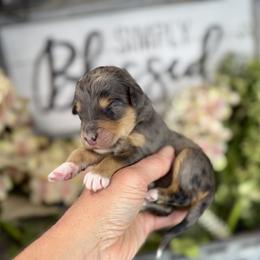 Cookie Dough - Phantom female Pyredoodle puppy in Bowling Green, Ohio from FDF Pyredoodles & Bernedoodles