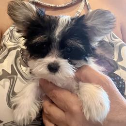 Maltese, Morkie, and Yorkshire Terrier Puppies from North Carolina Maltese, Yorkies & Morkies(previously California Maltese, Yorkies & Morkies)
