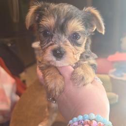 Boba - Blue and gold male Yorkshire Terrier puppy in West Enfield, Maine from GRIFFEY'S SPA AND KENNEL