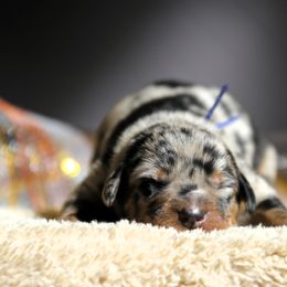 Asgard - 5350 - Harlequin male Beauceron puppy in Rockwall, Texas from Elitehaus