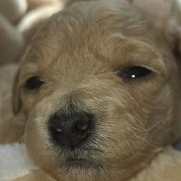 Raviola - Cafe au lait female Maltipoo puppy in Upland, California from IDREAMOFPUPPIES