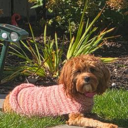 Dollie - Red female Cavapoo puppy in Maple Grove, Minnesota from Honey Bit Kennels