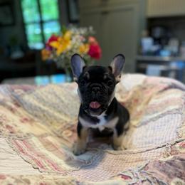 Green collar boy - Black and tan male French Bulldog puppy in Golden, Missouri from Baxa Frenchie’s