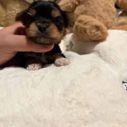Oliver - Black and tan male Yorkshire Terrier puppy in Illinois from Pretty Little Yorkies
