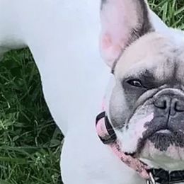 French Bulldogs from K&O Welbred French Bulldogs