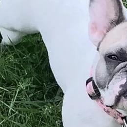 French Bulldogs from K&O Welbred French Bulldogs