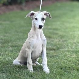River - Fawn brindle male Whippet puppy in Sugar Valley, Georgia from Pinnacle Farm and Kennel