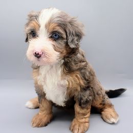 Belle - Blue merle female Bernedoodle puppy in Sugar Hill, Georgia from Deep Creek Doodles