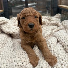 Purple - Red  female Goldendoodle puppy in Buda, Texas from Anita’s Doodles