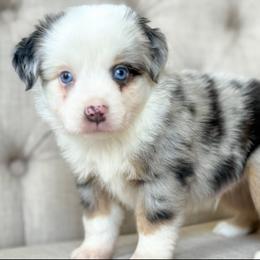 Arctic🌊 - Blue merle male Miniature Australian Shepherd puppy in Granbury, Texas from Triple Cross Doodles