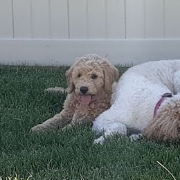 Labradoodle, Australian Labradoodle, and Schnoodle Puppies from Lake Mountain Doodle