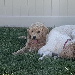 Labradoodle, Australian Labradoodle, and Schnoodle Puppies from Lake Mountain Doodle