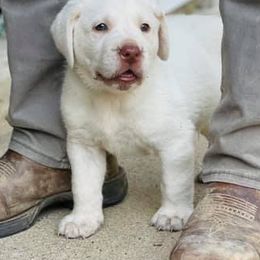 Labrador Retrievers from Cajun Labrador Retrievers