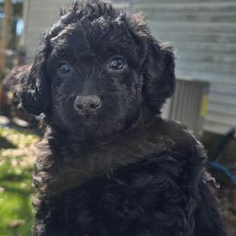 Charlie - Black and white male Aussiedoodle puppy in Windom, Texas from Wild Farm Puppies