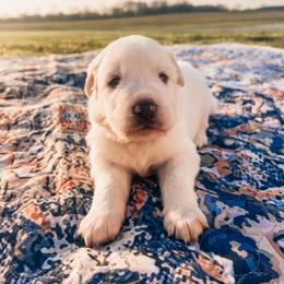 Nathan - White male Great Pyrenees puppy in New Palestine, Indiana from Hitchcock Homestead