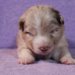 Australian Shepherd Puppies from Starlit Grove Australian Shepherds