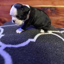 Boston Terrier Puppies from Goshorn Family Bostons and Frenchtons