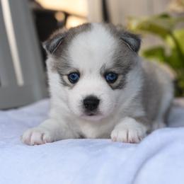 Ember - Gray and white female Pomsky puppy in Coos Bay, Oregon from Ocean View Pomskies