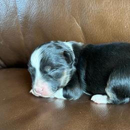 Bianca - Black tri female Toy Australian Shepherd puppy in Lame Deer, Montana from Bar M Toy Aussies