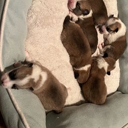 Companion Cross Puppies from Chilipoms