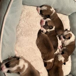 Companion Cross Puppies from Chilipoms
