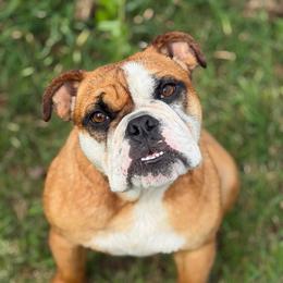 Nacho - Fawn and white female Bulldog puppy in Quinlan, Texas from Wright Way Retrievers