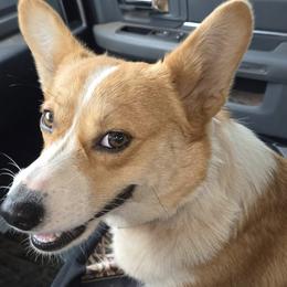 Pembroke Welsh Corgis from Red Dirt Corgis