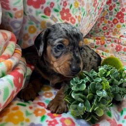 Boy 1 - Dapple male Dachshund puppy in Andalusia, Alabama from Sweet Home Alabama Dachshunds