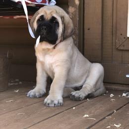 Mastiff Puppies from Majestic Mastiffs of Florida
